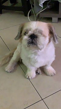 Jolibaybee profile icon