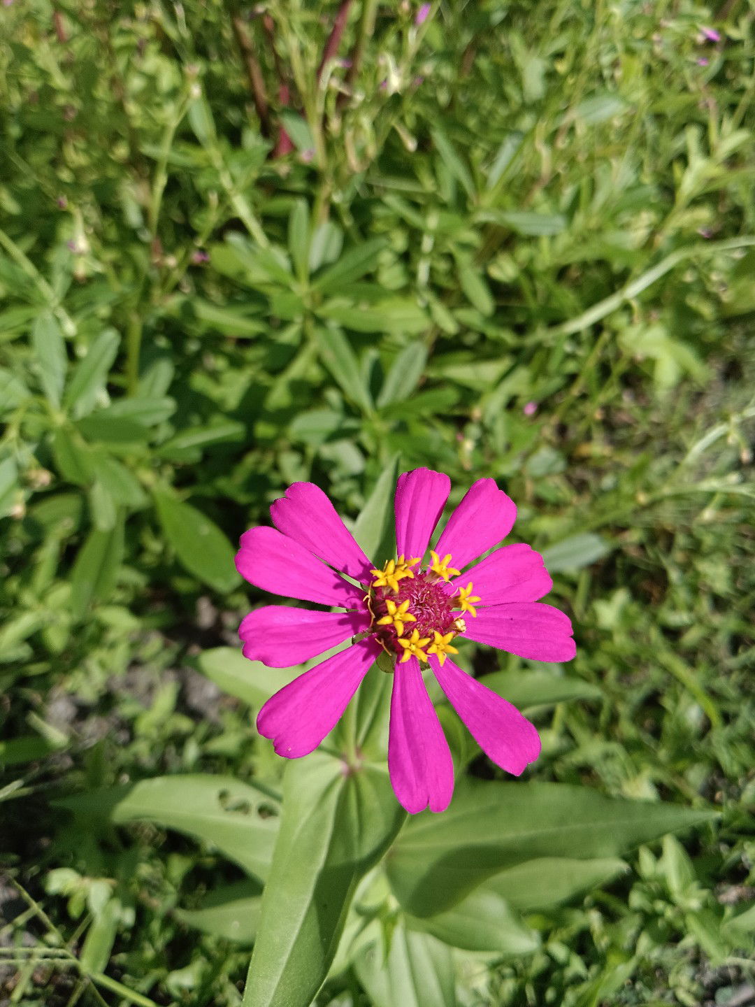 Lulu Fitria profile icon