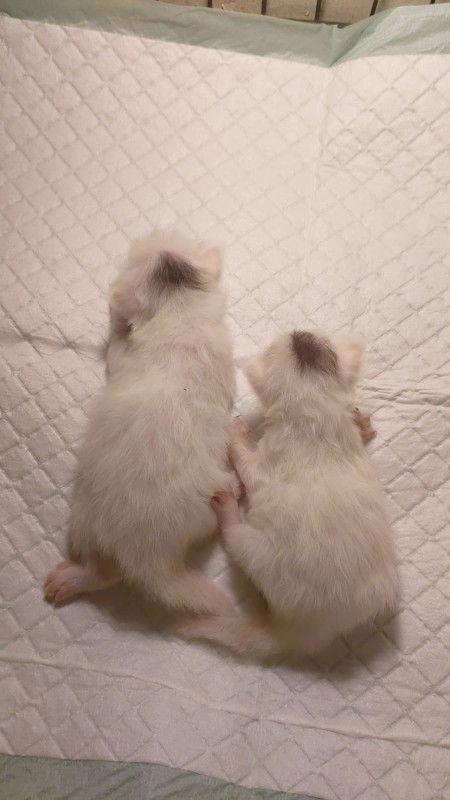 Ayu Sefryna Sari profile icon