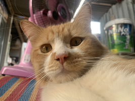 Woranee Mango profile icon