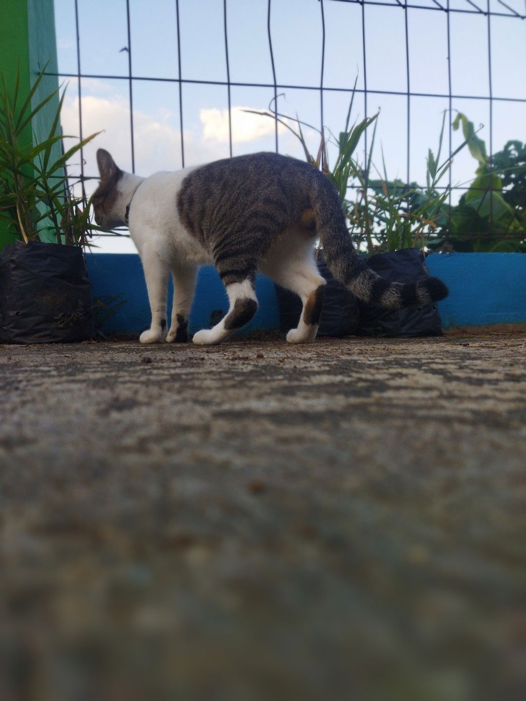 diajeng vivi profile icon