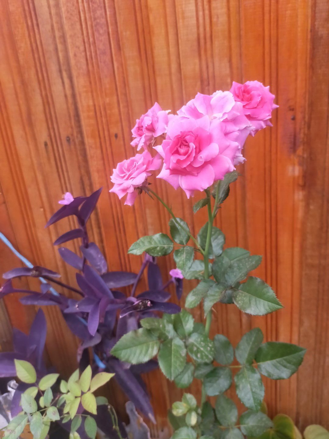 Jendri jordy profile icon