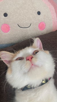 anissurayaa profile icon