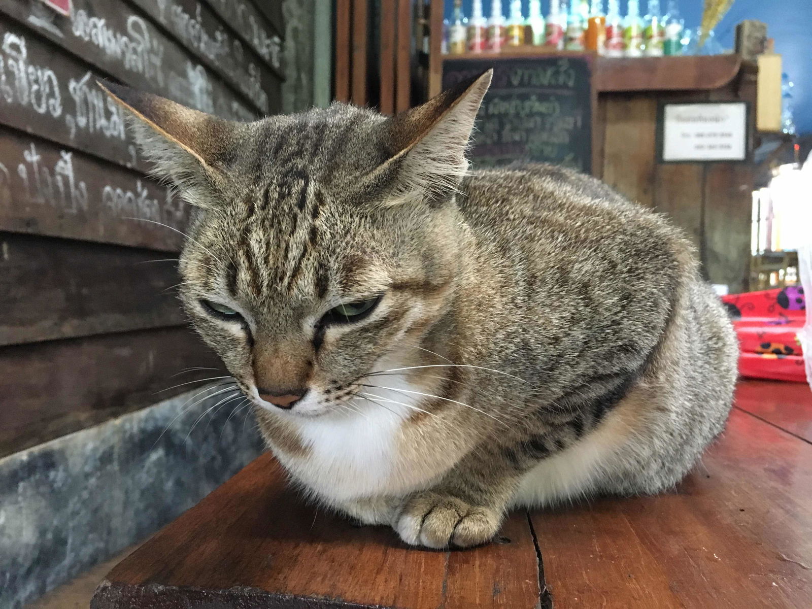 Chamoi Boom profile icon