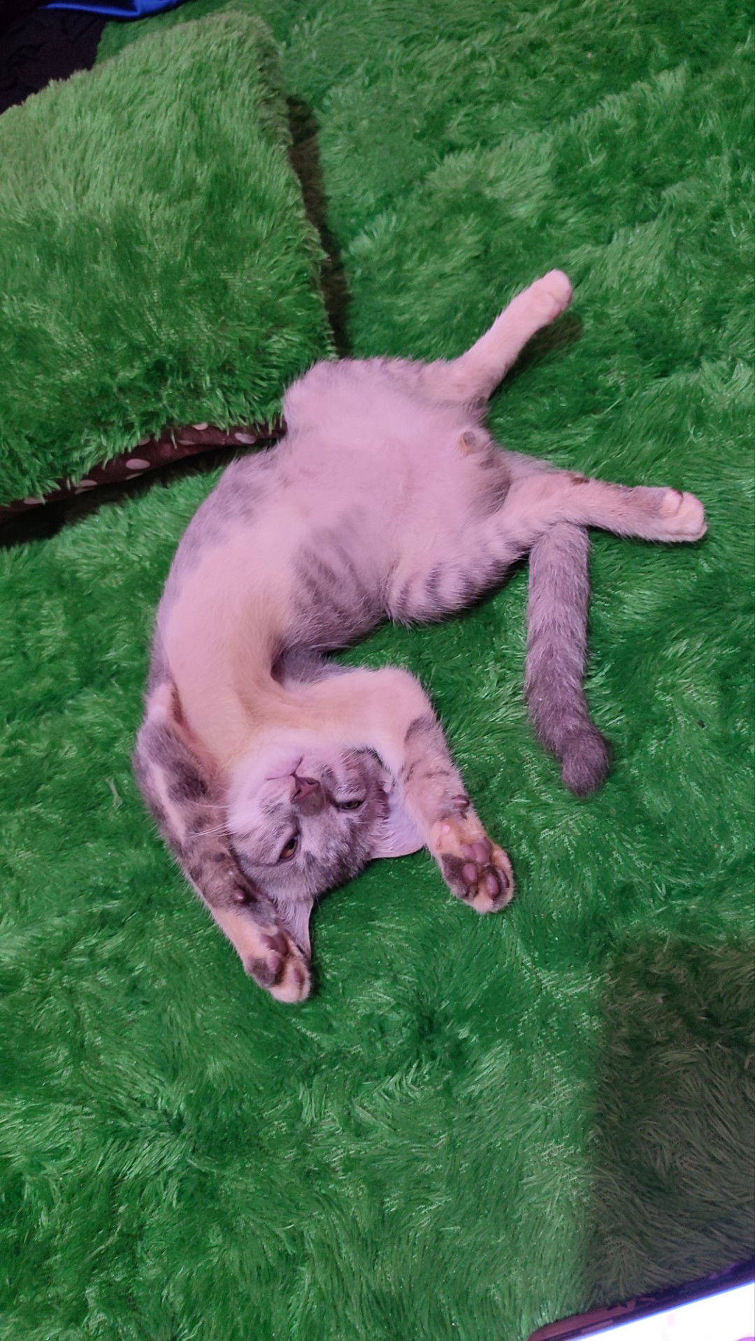 Siti Homisah  profile icon