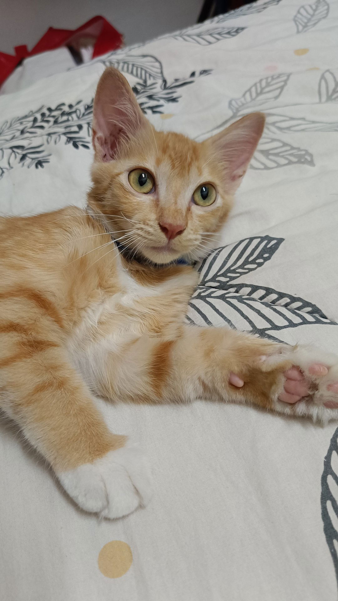 Didi Mohamad profile icon