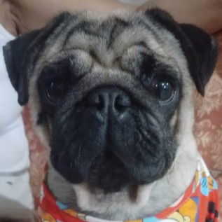 Meia Estilo profile icon