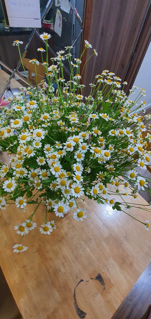 hang khanh linh profile icon