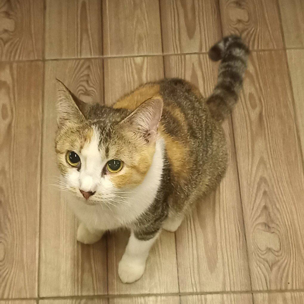 Nadia Syakhira profile icon