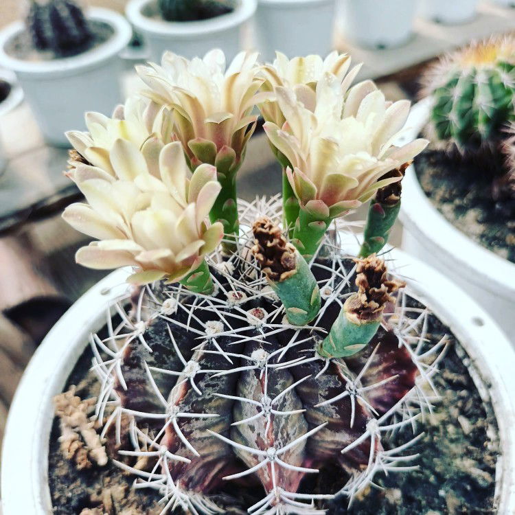 กานติมา เเว่นศิลา profile icon