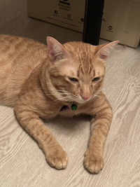 Alice Lynn profile icon