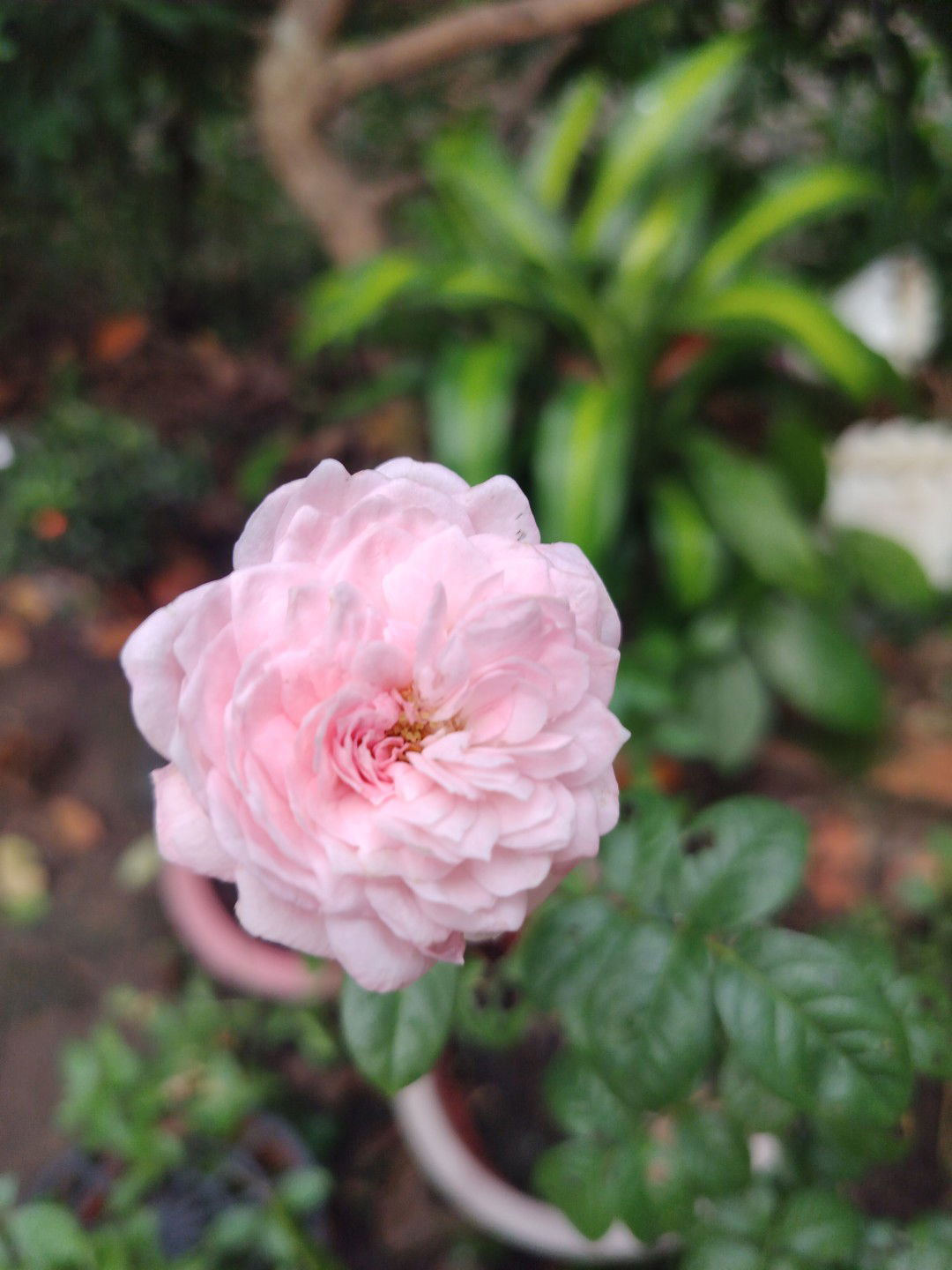 Bơ Pút profile icon