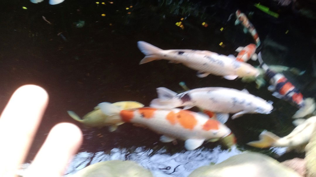 Diyah Novitasari profile icon