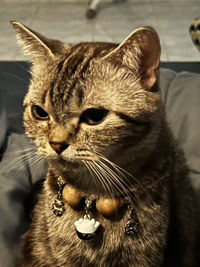 Nekomimit profile icon