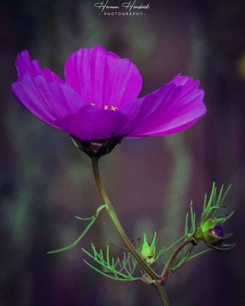 اوفي حسنه profile icon