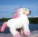 Bypicepot profile icon