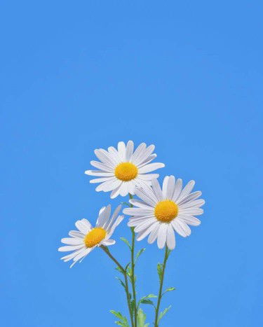 ทิวา profile icon