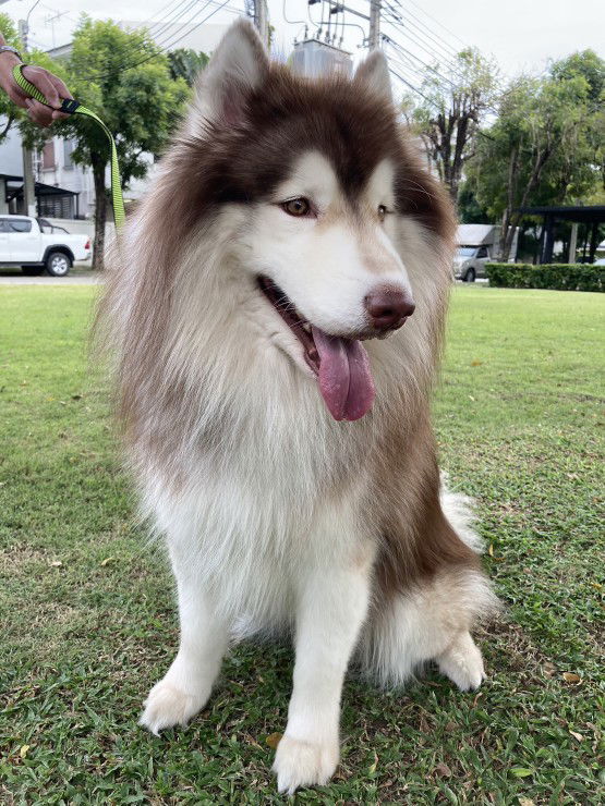 Muay Vong profile icon