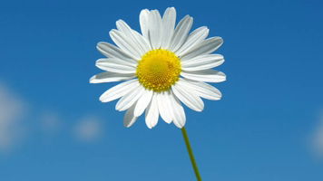 Chonthicha profile icon