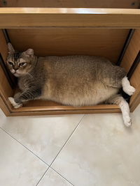 Noordiana profile icon