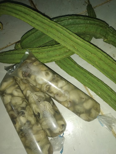kerang tiram