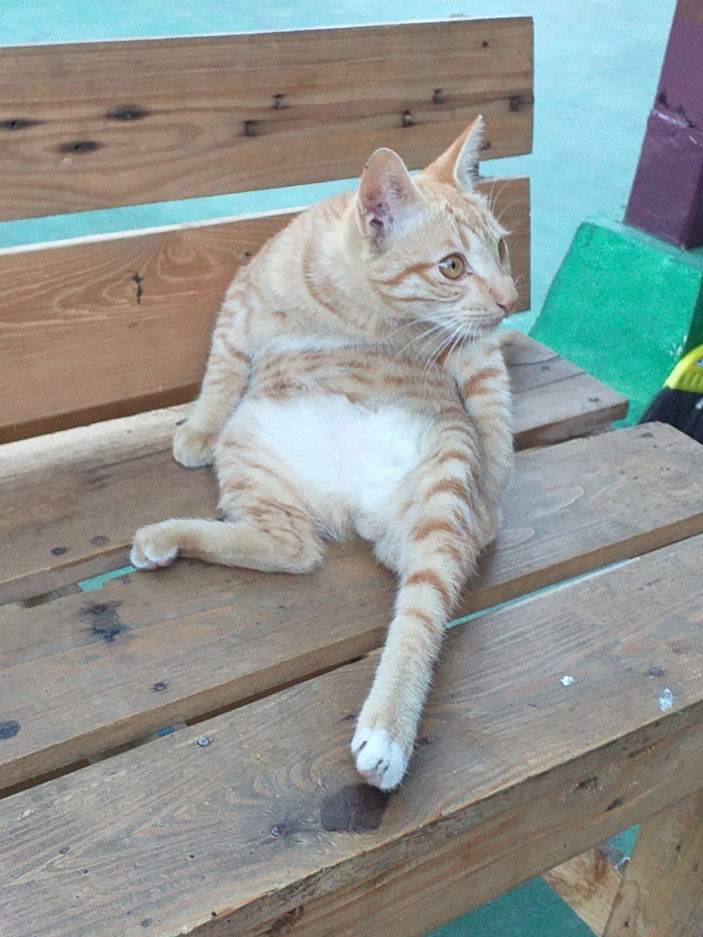 ms. irfan profile icon