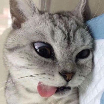 Aphichaya Kaewmetta profile icon