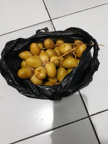 kurma muda di tm 1