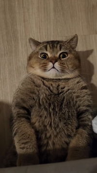 jasmin isdares profile icon