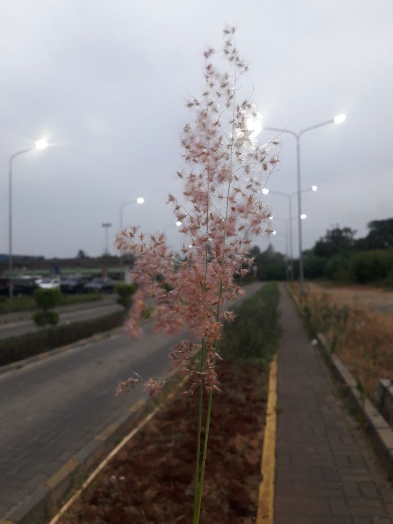 Devi Bella profile icon