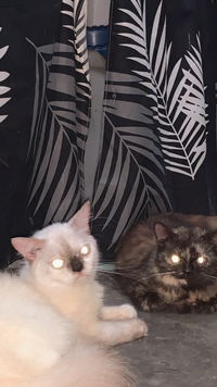 puput agustin profile icon