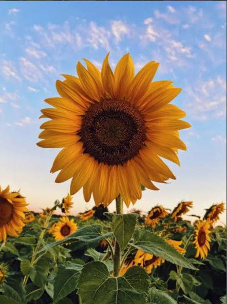 calon umma profile icon