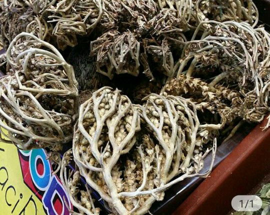 AKAR SANGGUL SITI FATIMAH