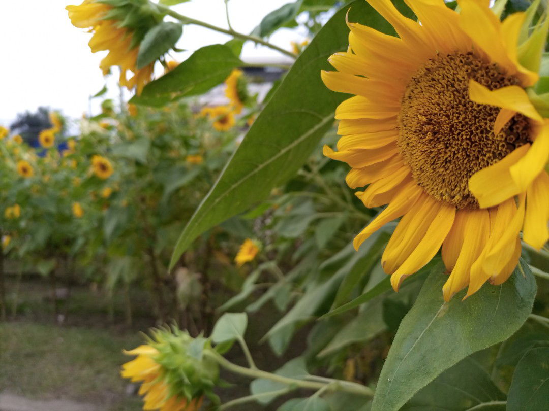 Jezel Mae profile icon