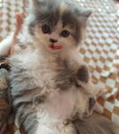 Kanya Antony profile icon