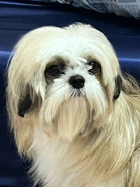 Junie🎀 profile icon