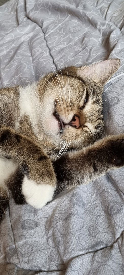 Chamolly profile icon