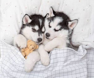 Jasmine Tania profile icon