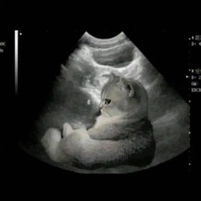 Farah N profile icon