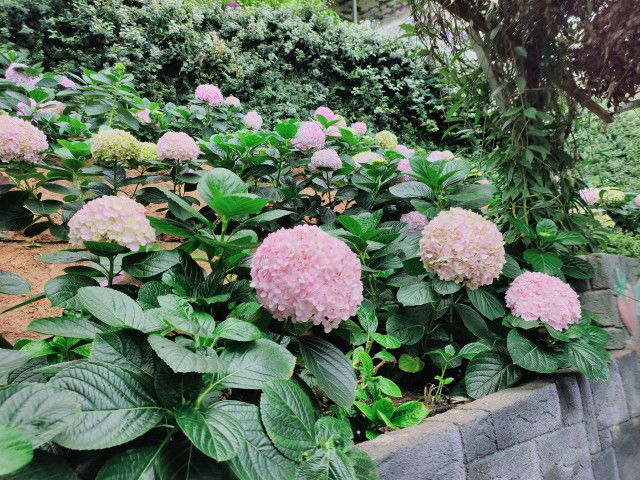 Izz Naurah profile icon