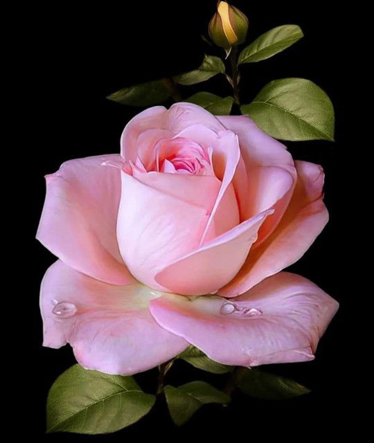 Wiwin Anggraini profile icon