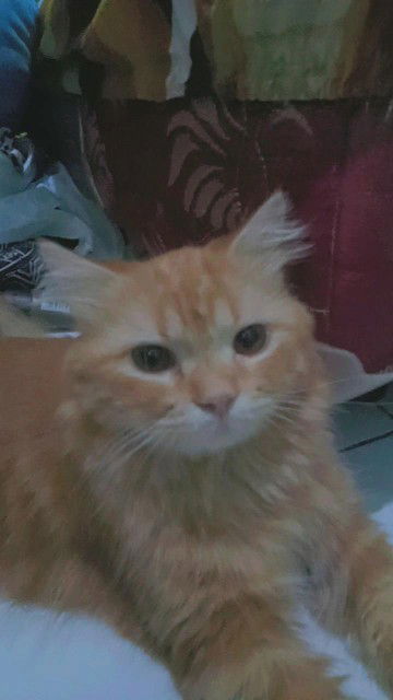 Nur Azizah  profile icon