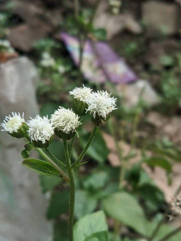 Mama Ardan profile icon