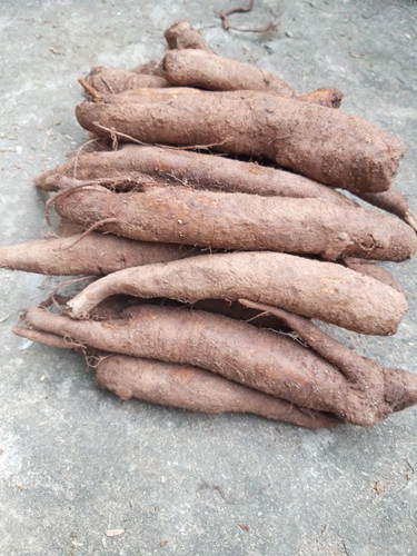 Rất tốt cho các mẹ đang mang thai 3 tháng đầu của thai kỳ