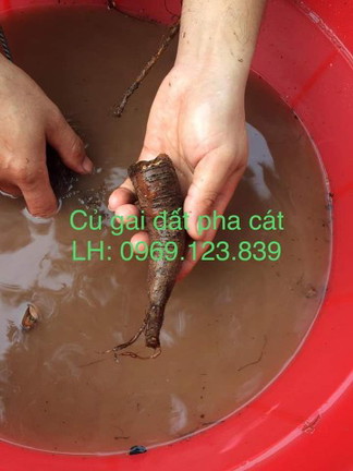 Củ gai giúp an thai