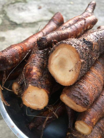 Củ gai an thai dành cho các mẹ bị động thai