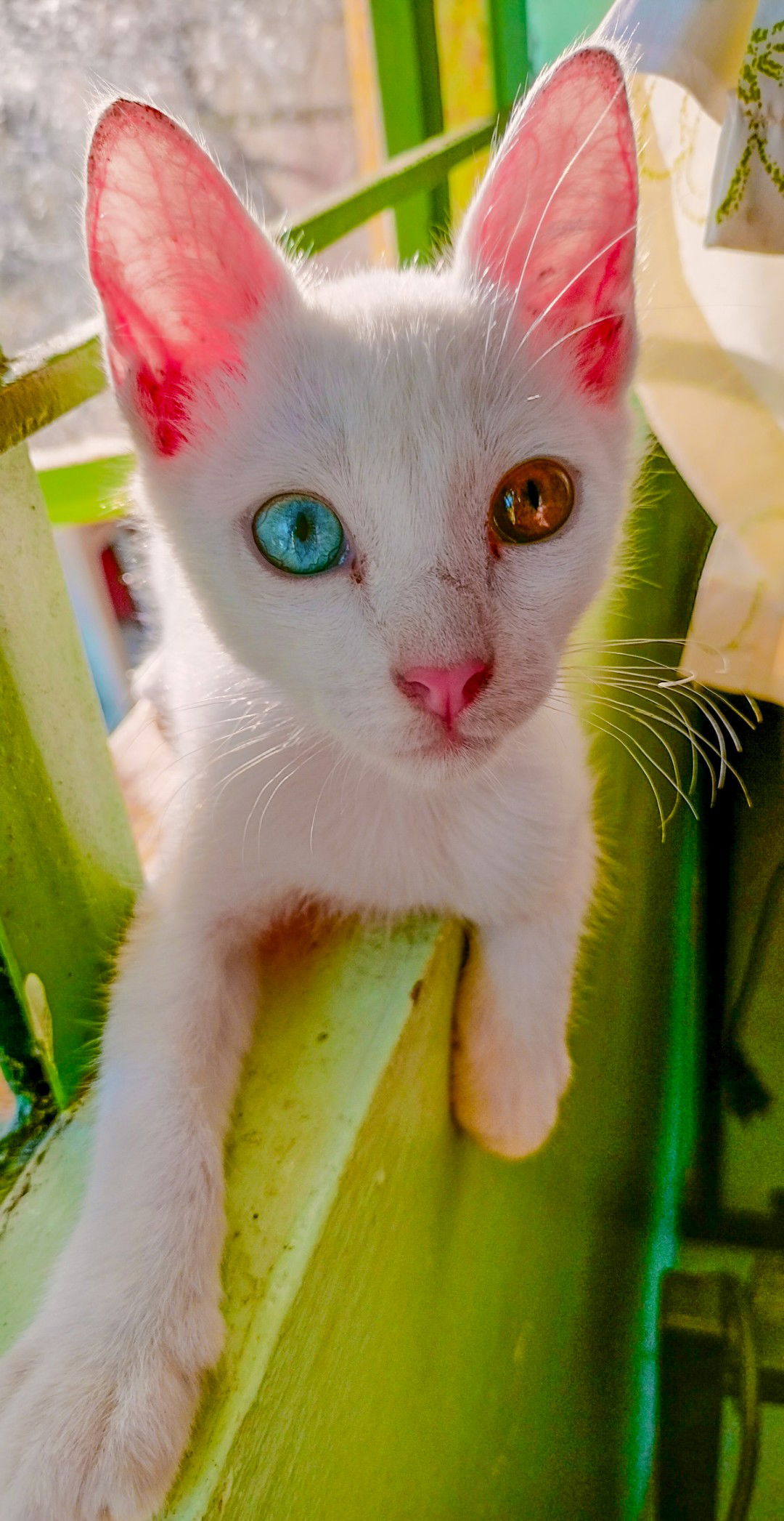 Mirayah profile icon