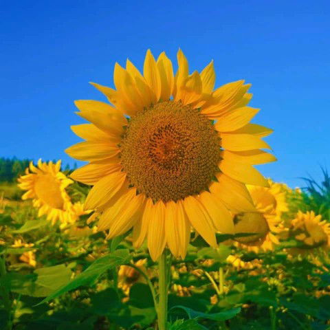 For you profile icon