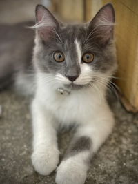 نوري اندريياني . profile icon