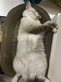 liela azlila profile icon